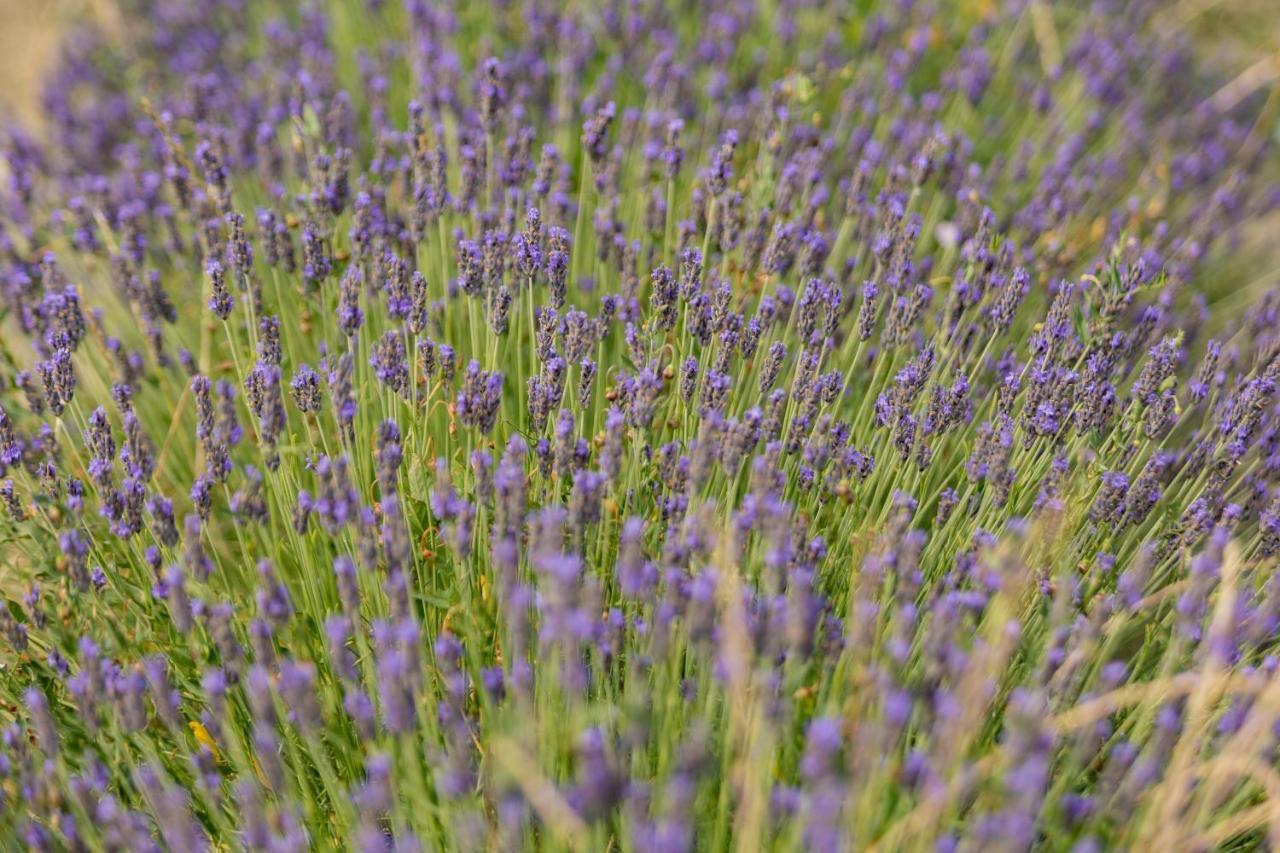Agriturismo La Valle Della Lavanda - Podere Mezzastrada Fauglia Экстерьер фото